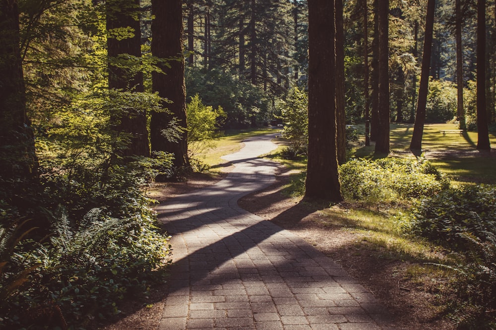 gray concrete pathway between green trees during daytime