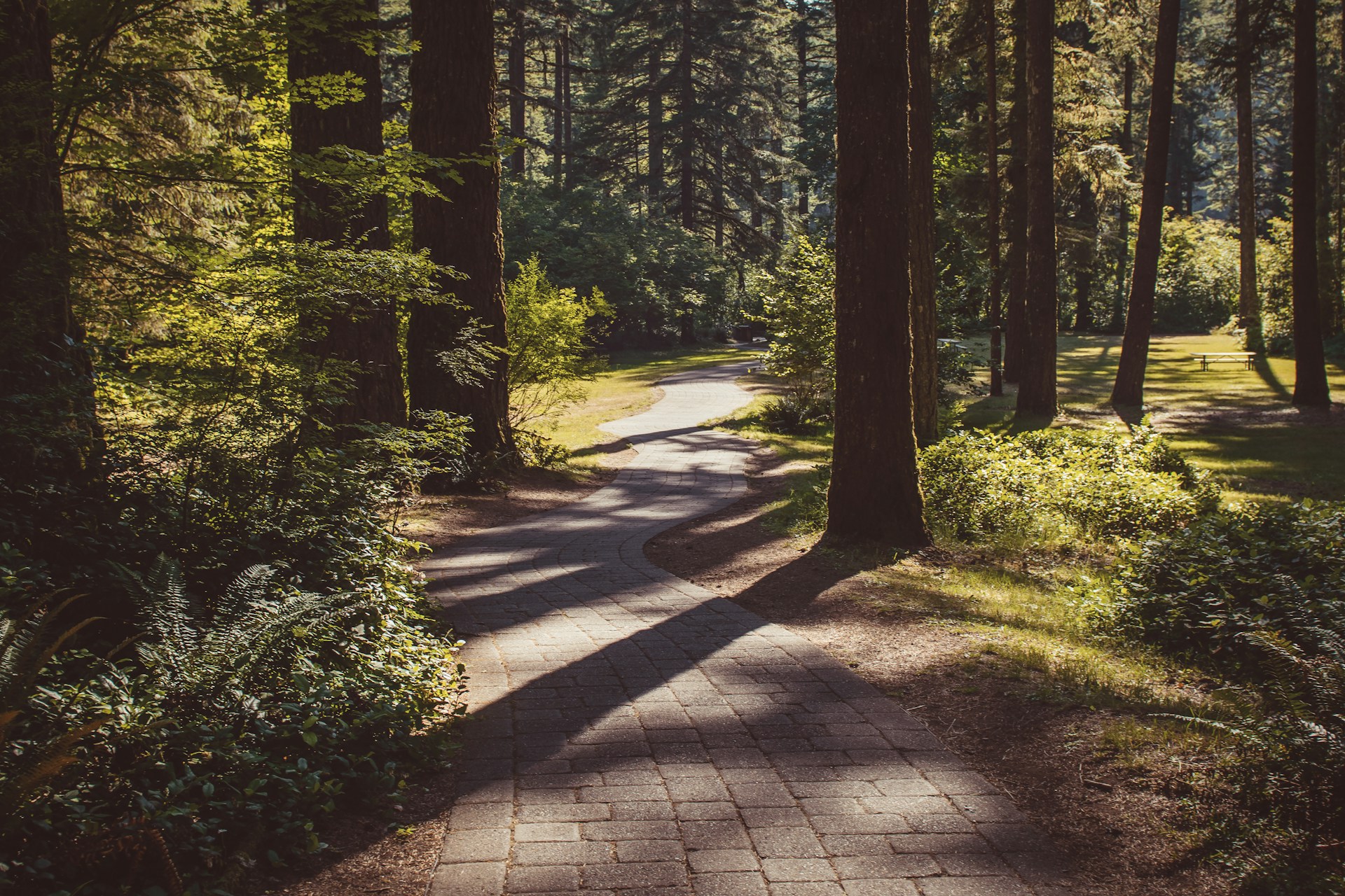 gray concrete pathway between green trees during daytime