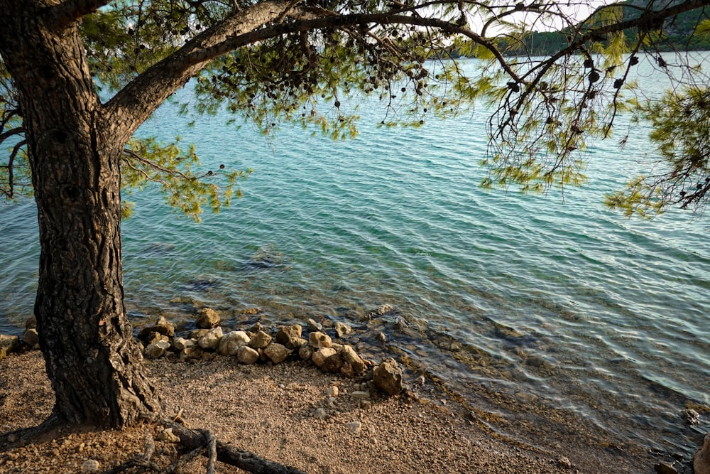 brown rocks on shore during daytime