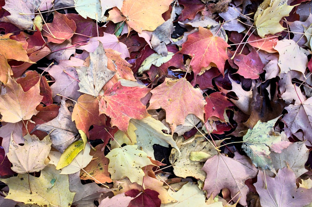 brown and green maple leaves