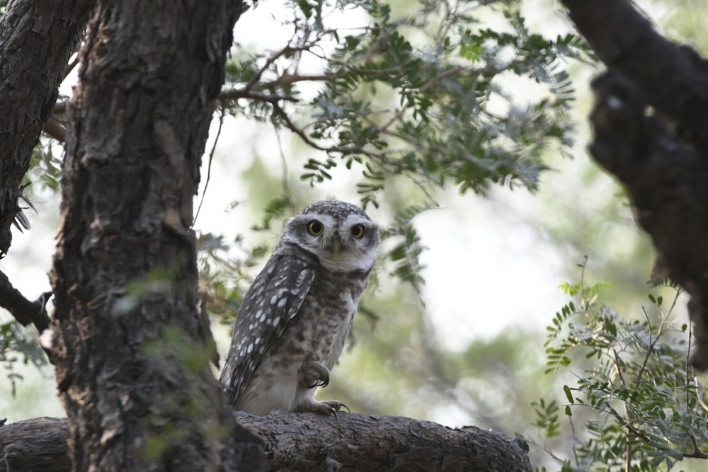 white and black owl on tree branch during daytime