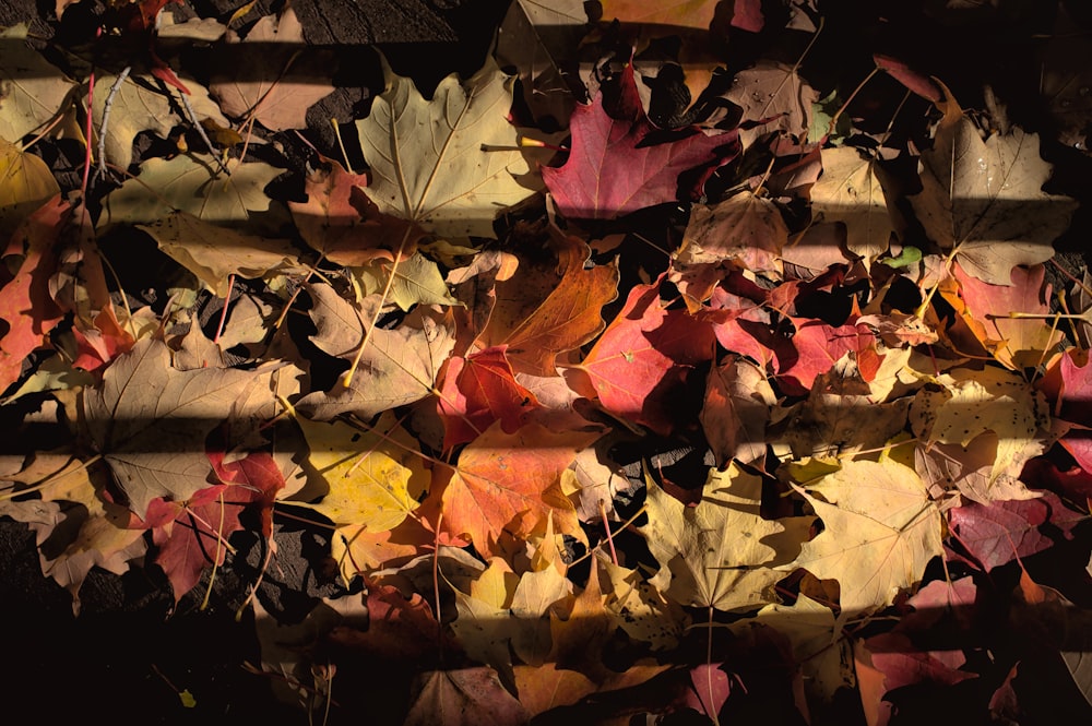 brown and red maple leaves