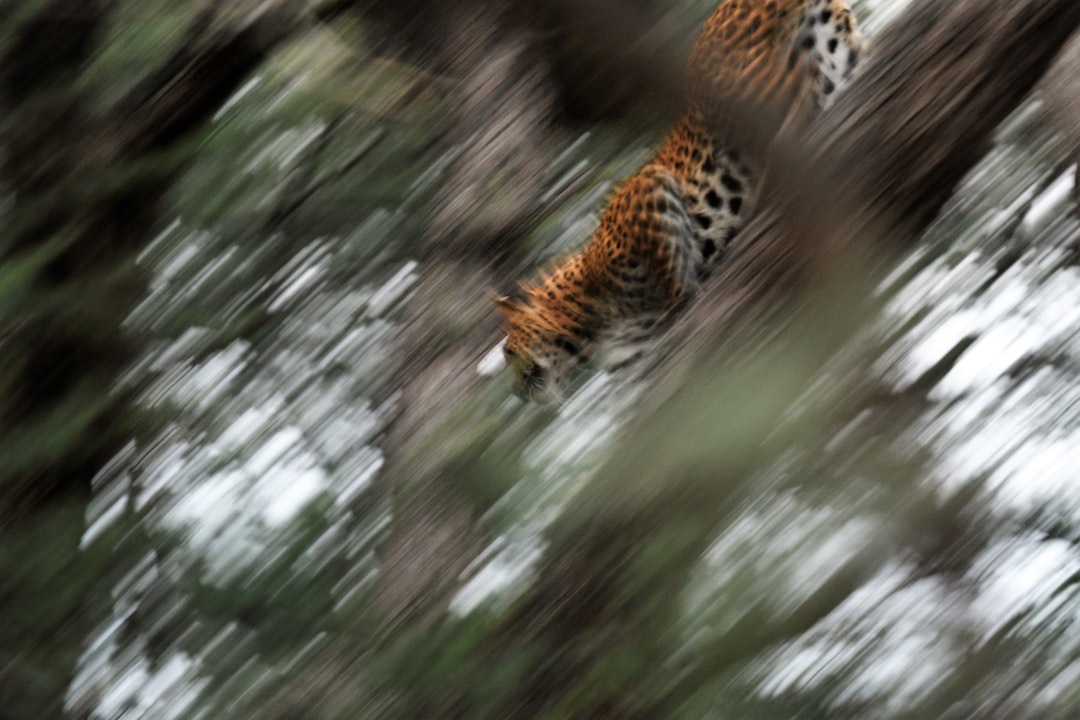 Wildlife photo spot Jhalana Doongri Sariska National Park