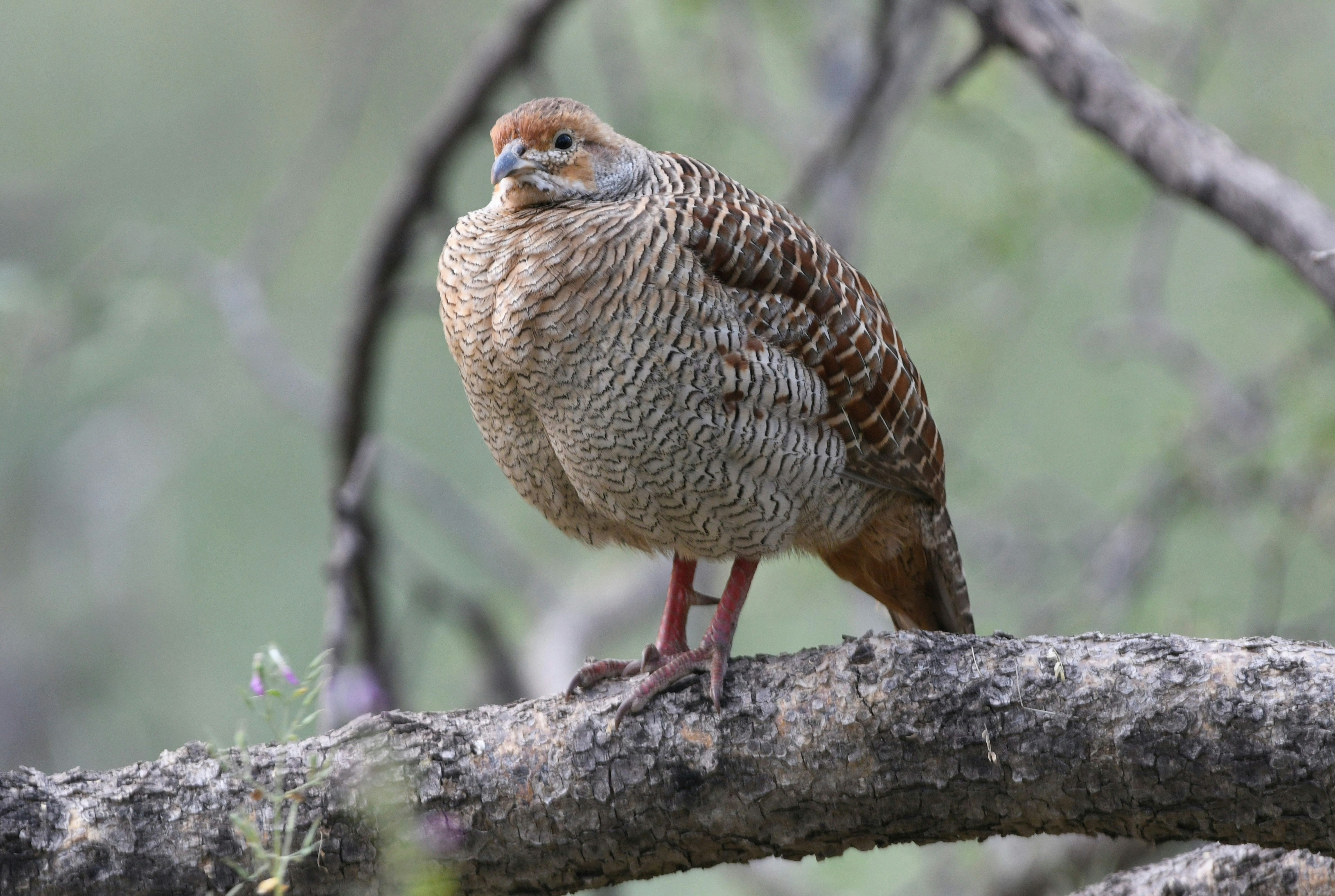 brown and white bird on brown tree branch during daytime partridge teams background