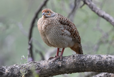 brown and white bird on brown tree branch during daytime partridge google meet background