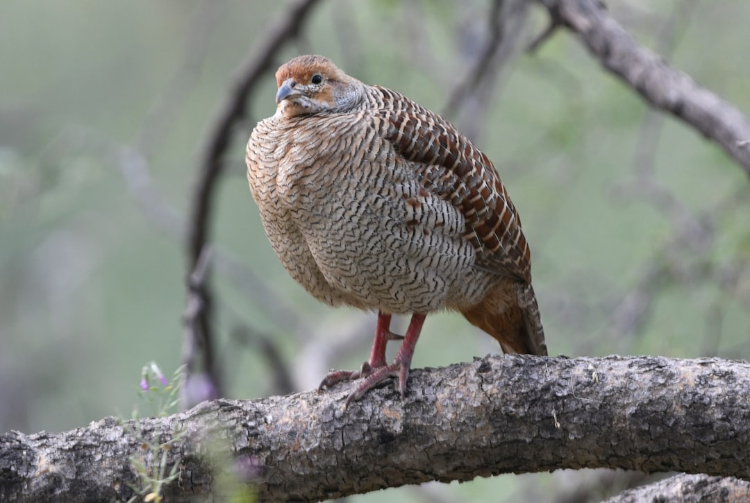 travelers stories about Wildlife in Jhalana Doongri, India