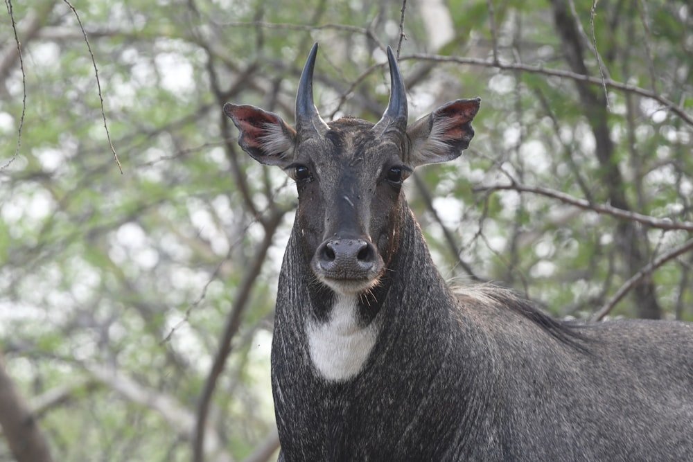 black and white animal head