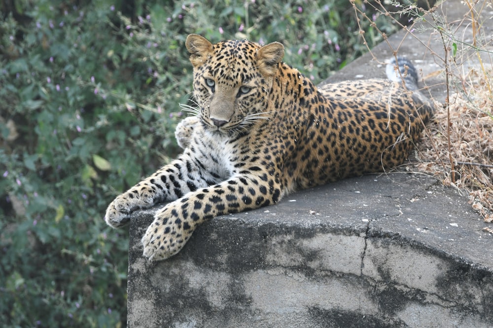 leopard lying on gray rock