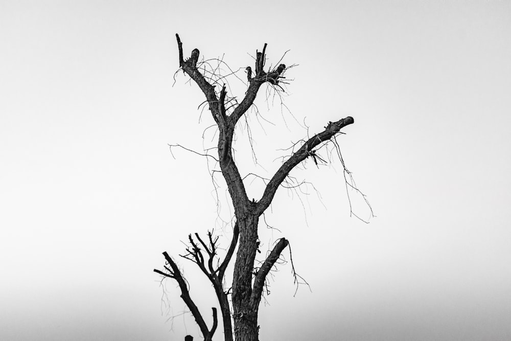 árvore sem folhas na fotografia em tons de cinza