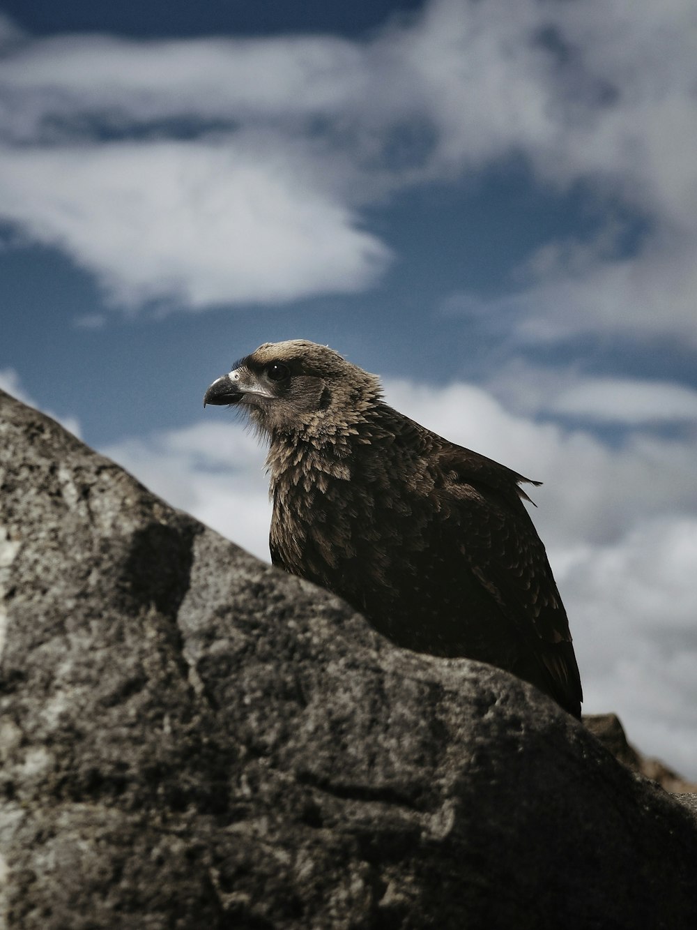 black and white bird on gray rock during daytime