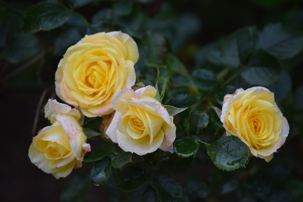 Yellow roses in bloom during daytime photo – Free Flower Image on Unsplash