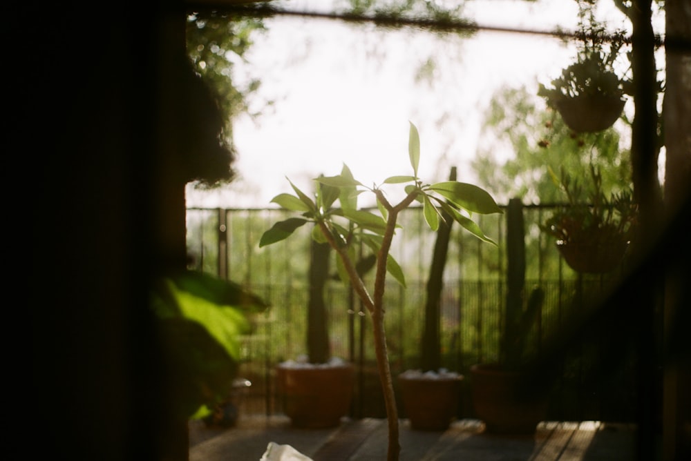 green plant on brown pot