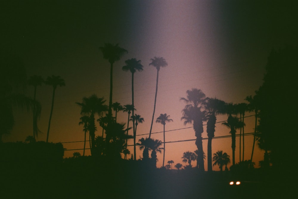 silhouette of trees during night time