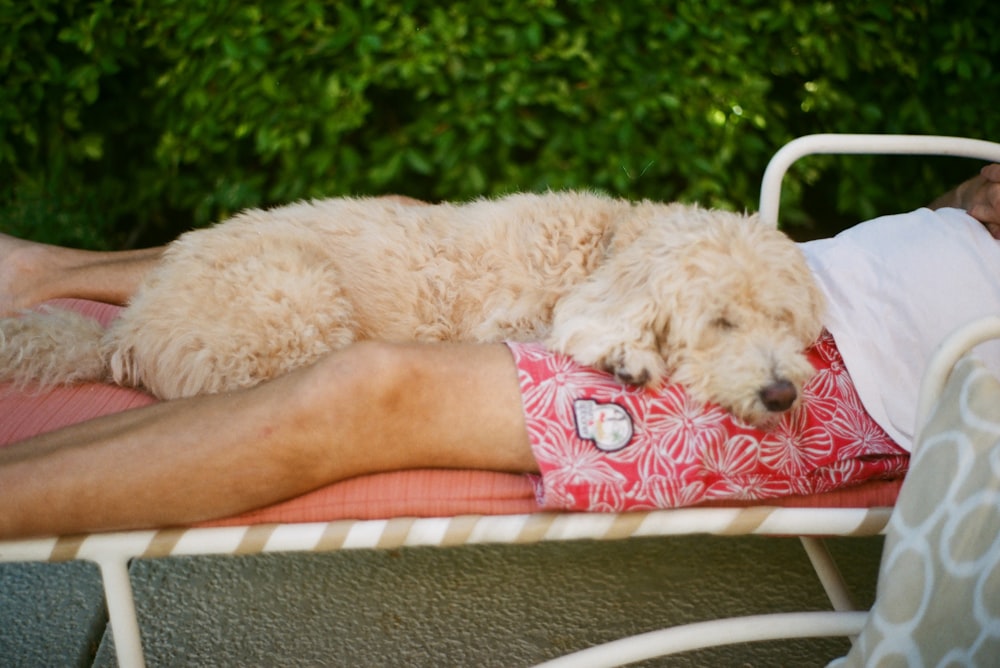 white poodle lying on red and white textile