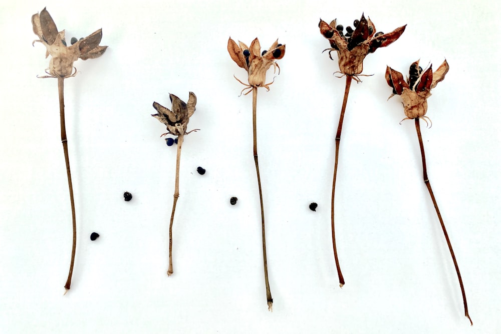 brown dried leaves on white surface