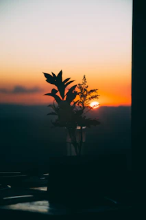 silhouette of plant during sunset