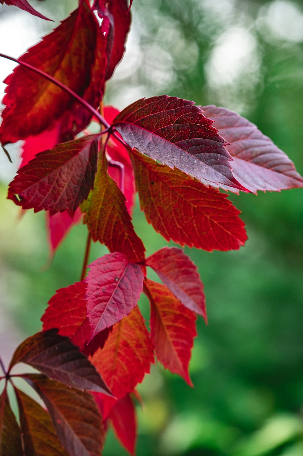 red and green leaves in tilt shift lens