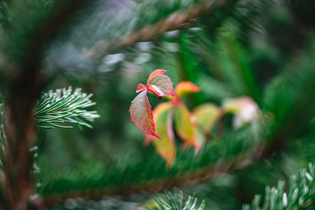 red and green plant in tilt shift lens