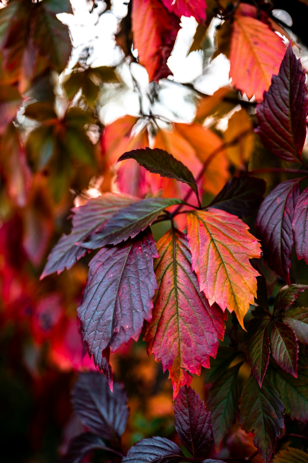 red and green leaves in tilt shift lens