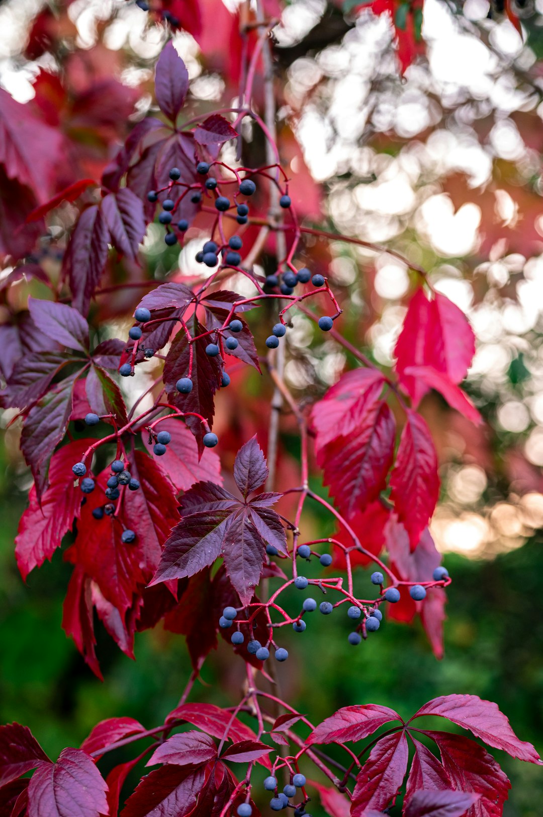 red leaves in tilt shift lens