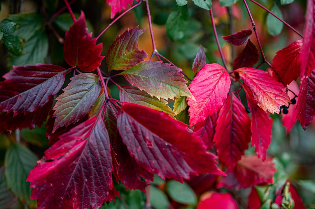 red and green leaves in close up photography