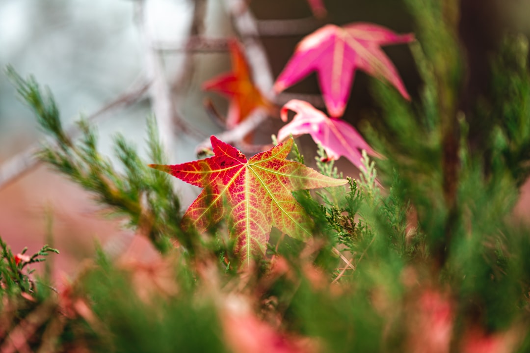 red maple leaf on green grass during daytime