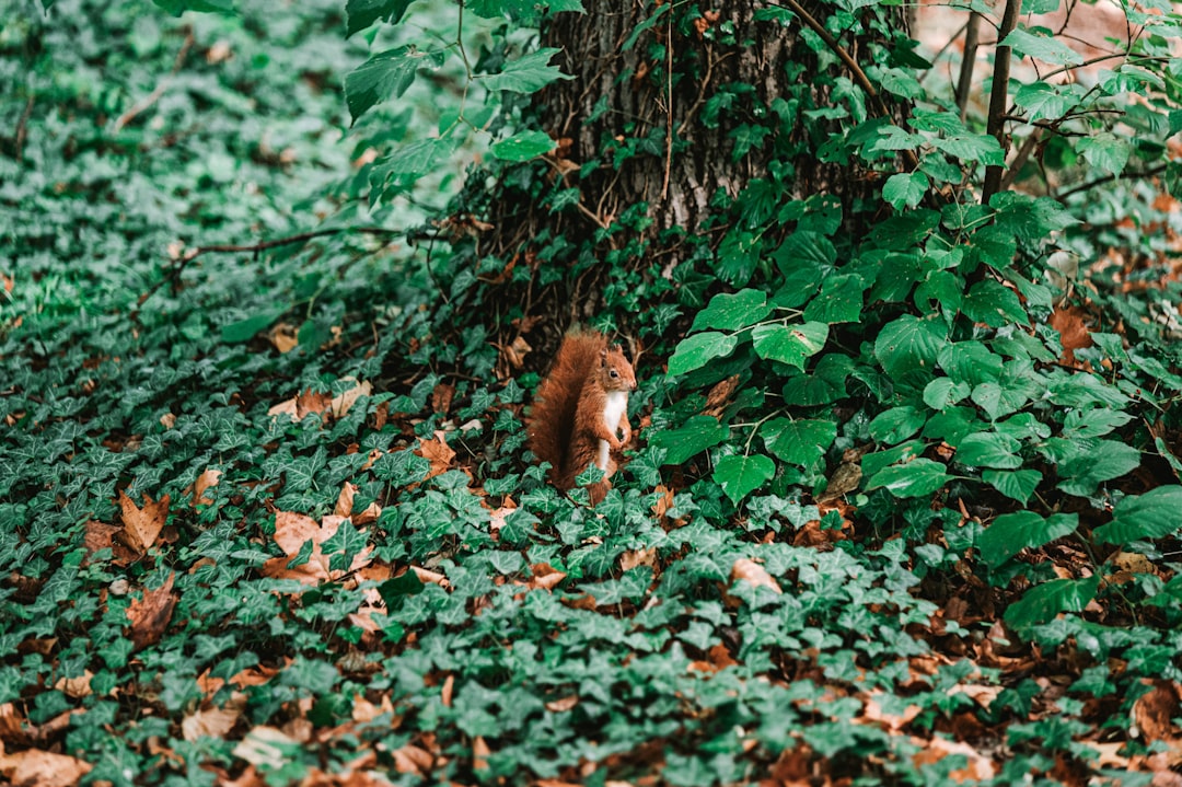 brown squirrel on green grass during daytime