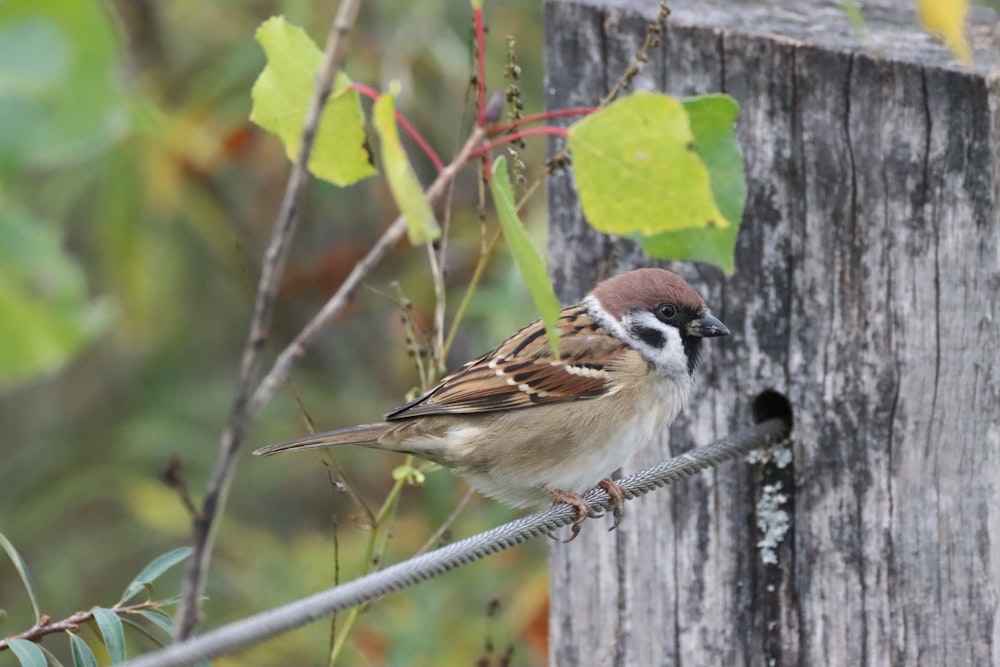 brown and white bird on brown wooden fence during daytime