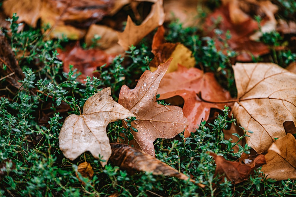 brown maple leaf on green grass