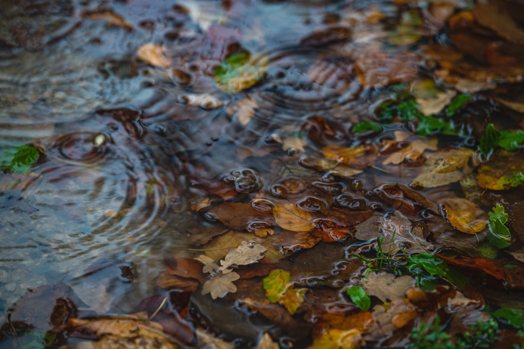 brown leaves on water during daytime