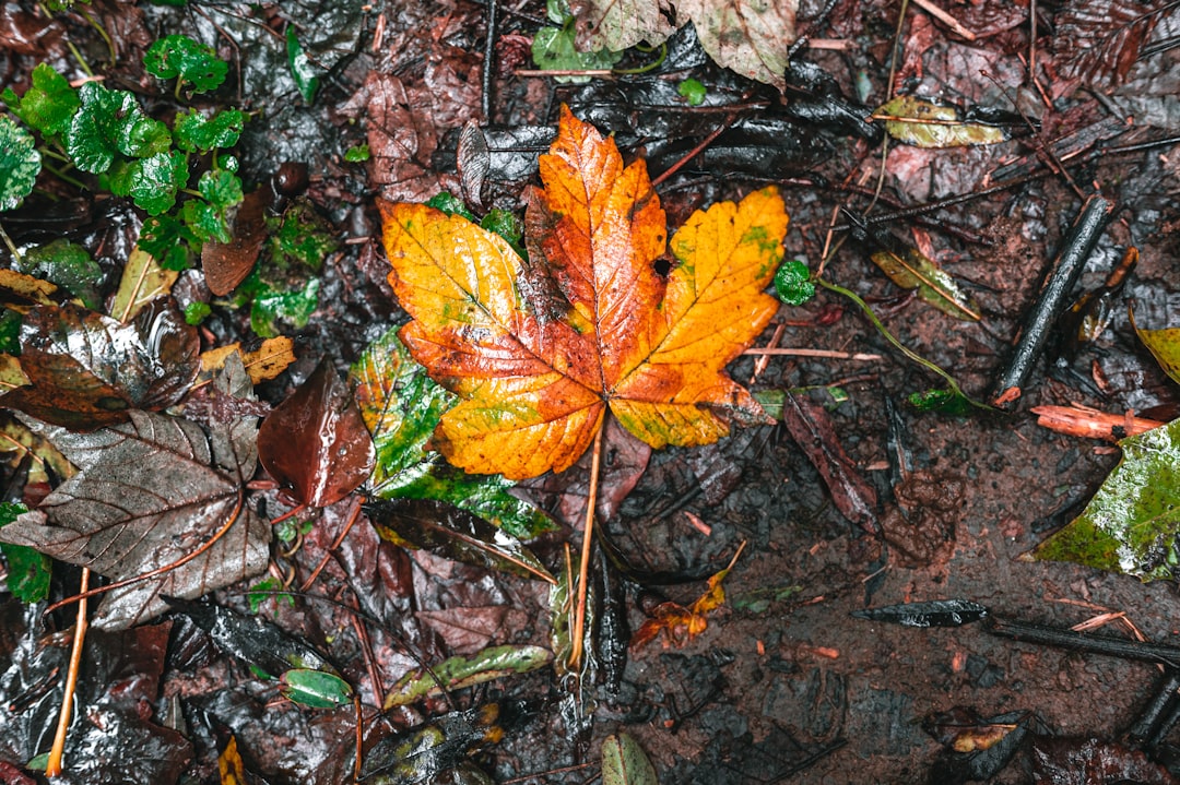 brown and yellow maple leaf on ground
