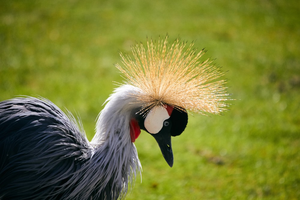 grey crowned crane on green grass field during daytime