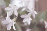 A delicate floral fine art photograph with soft focus and elegant framing.