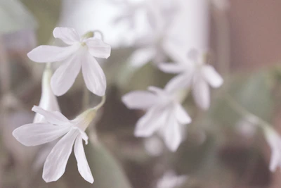 A delicate floral fine art photograph with soft focus and elegant framing.