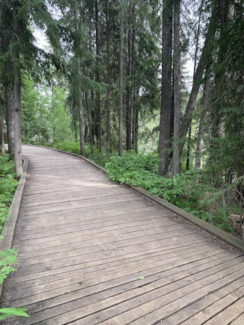 A serene boardwalk winding through lush greenery, showcasing natural wood textures.