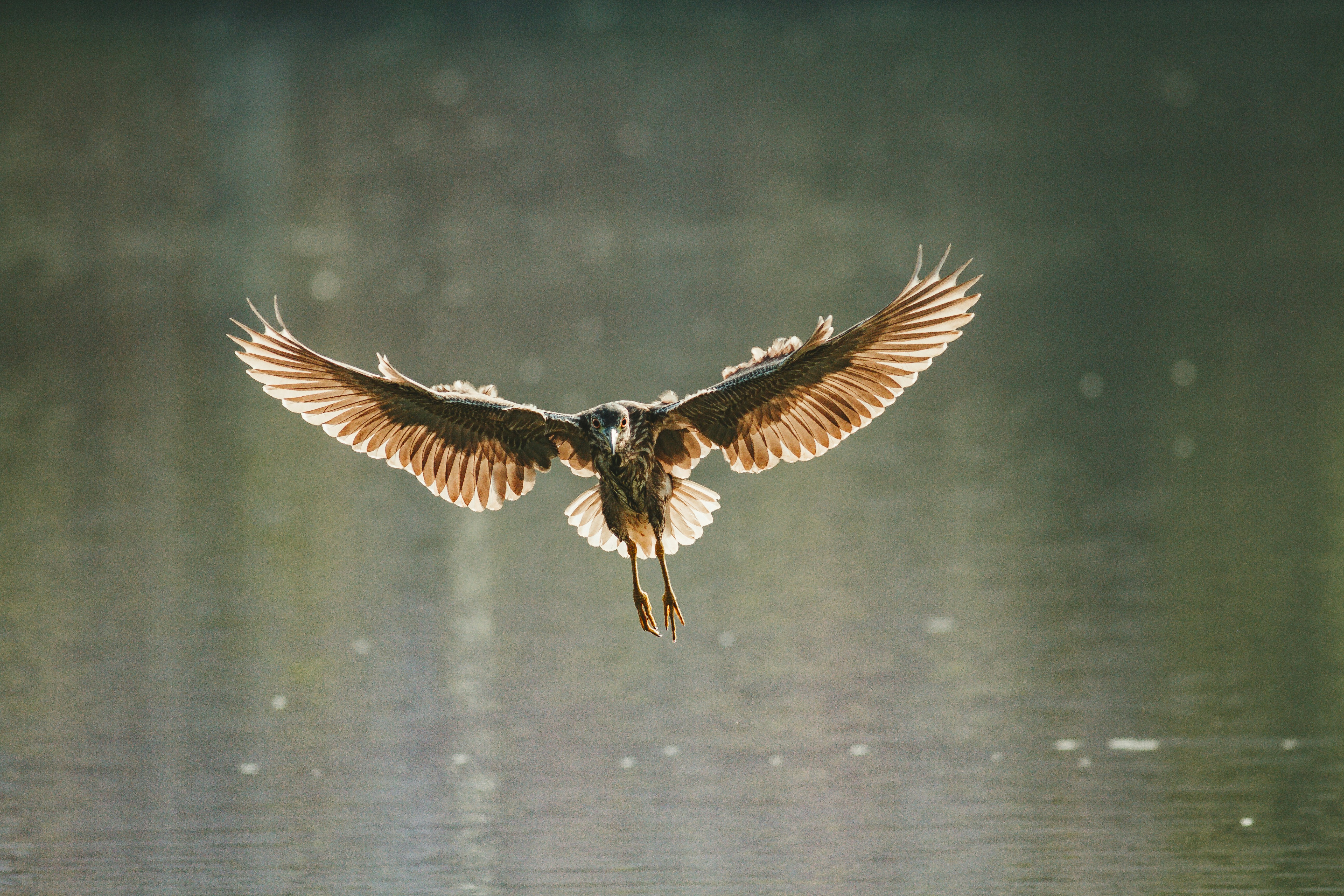 Brauner und schwarzer Vogelflug