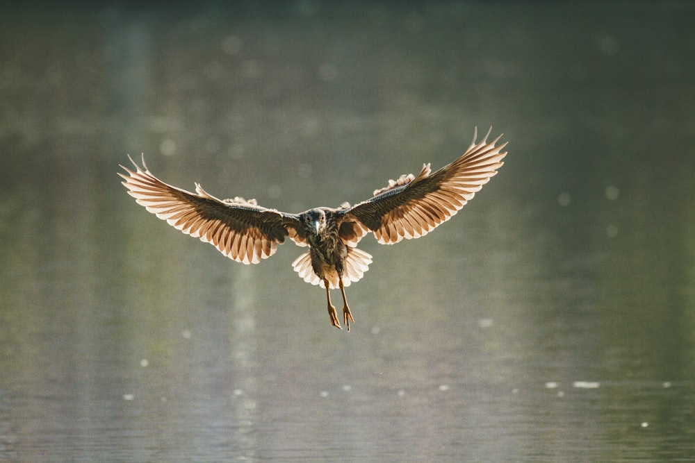 brown and black bird flying