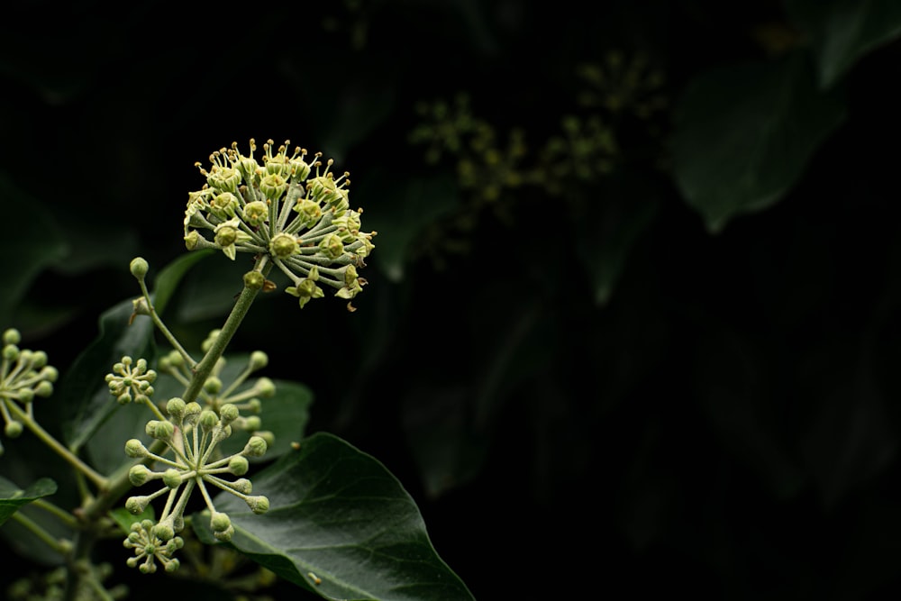 green plant in close up photography