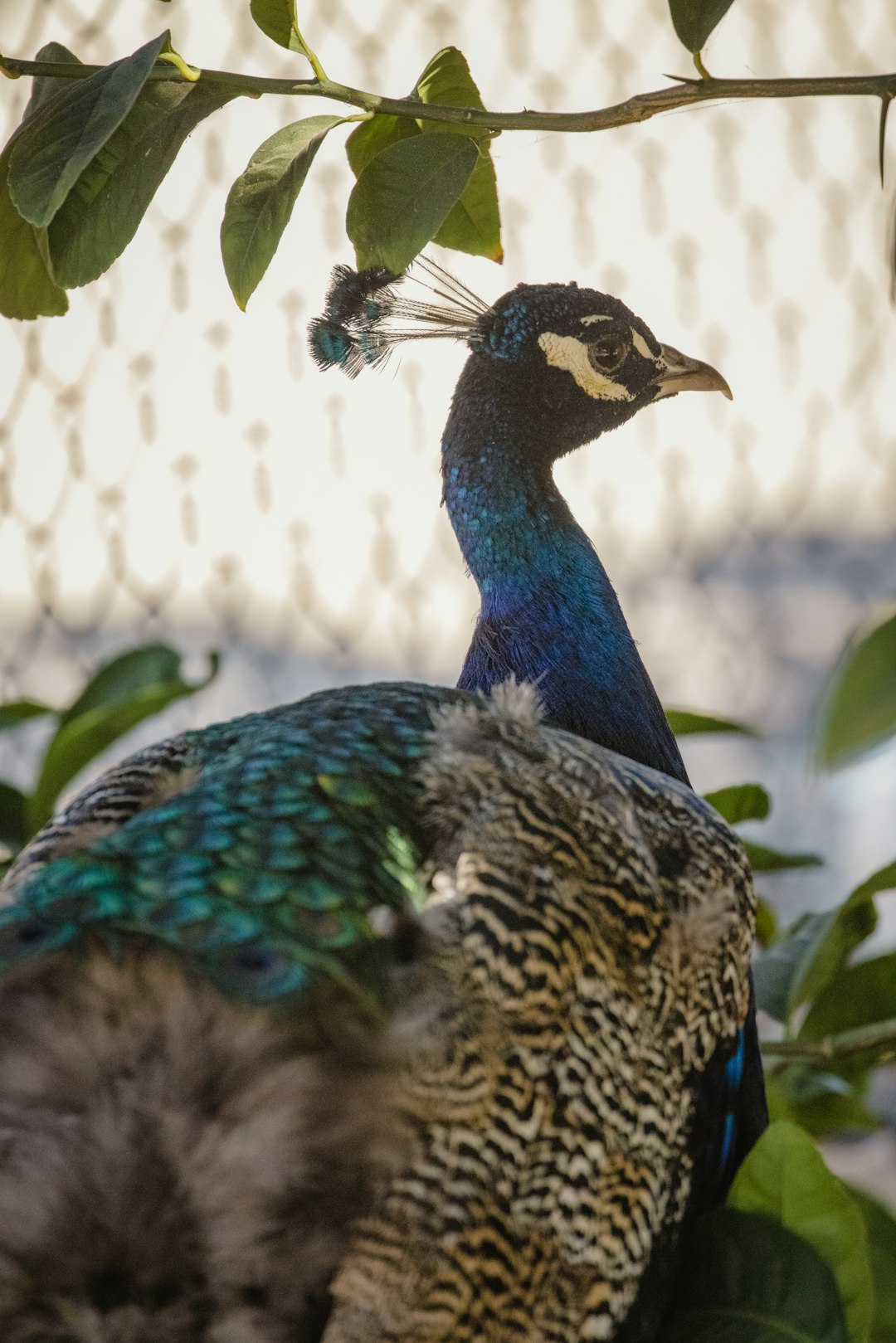 blue green and brown peacock