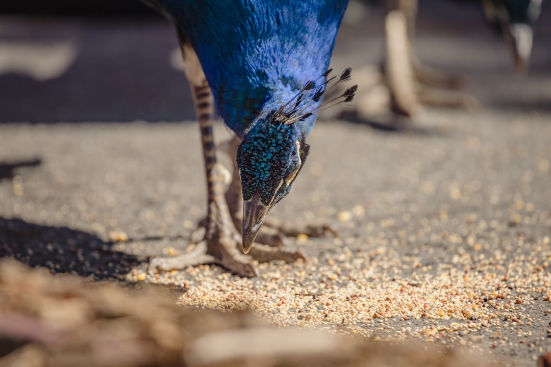 blue and white bird on brown soil during daytime