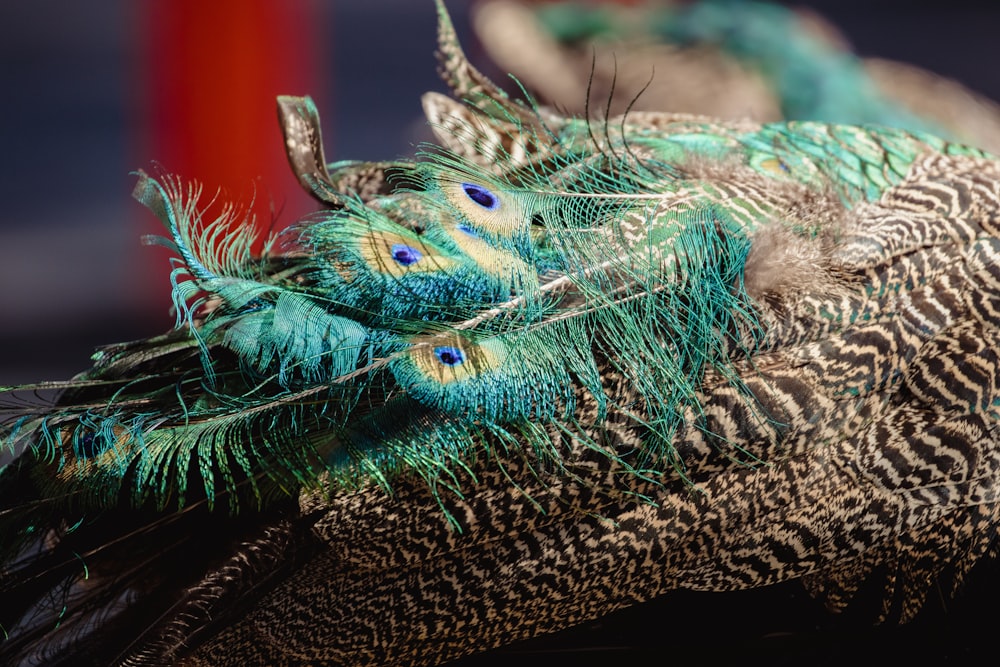 green and brown peacock feather