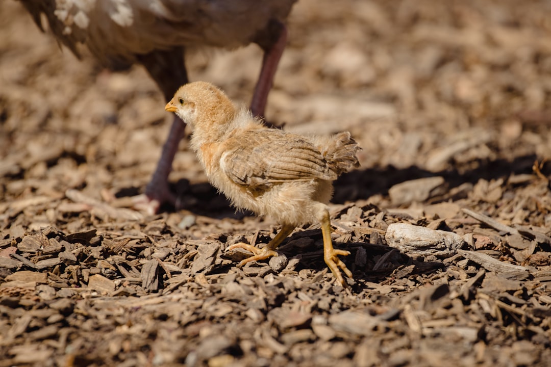 brown and white chick on brown soil