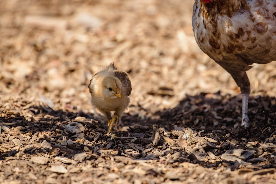 brown and white chicken on brown soil