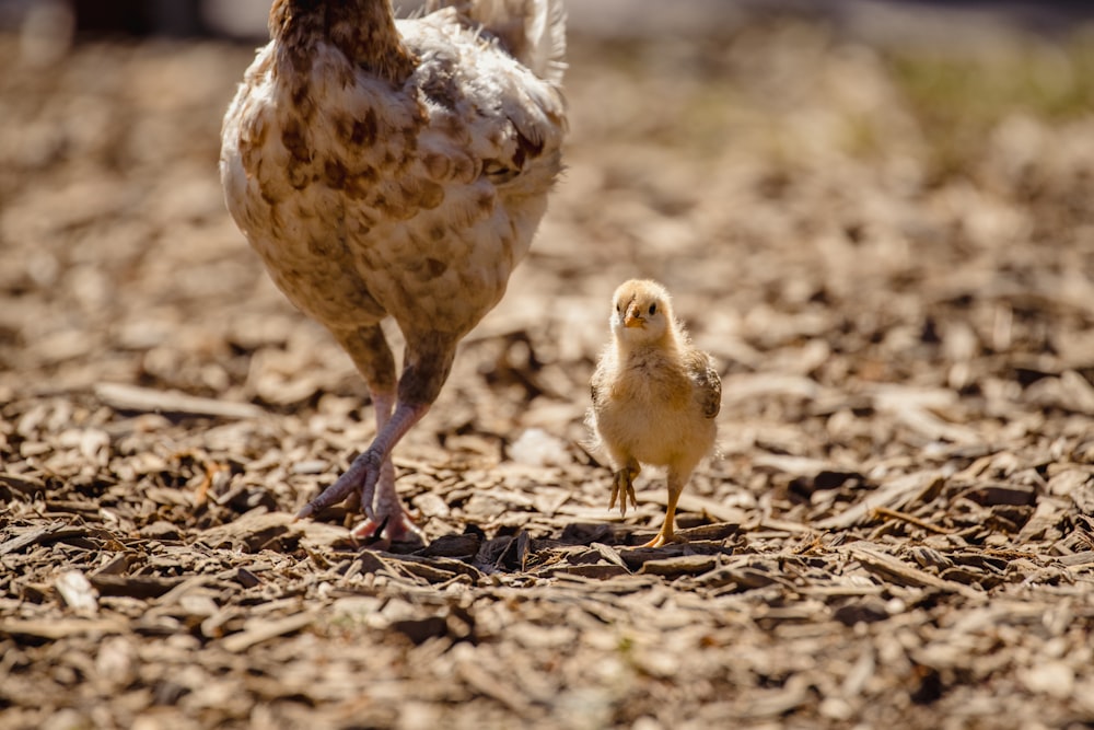 white chicken on brown soil