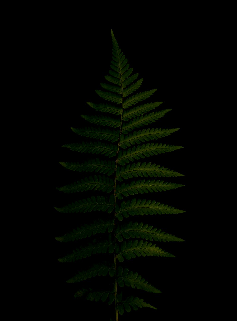 Grüne Farnpflanze auf schwarzem Hintergrund