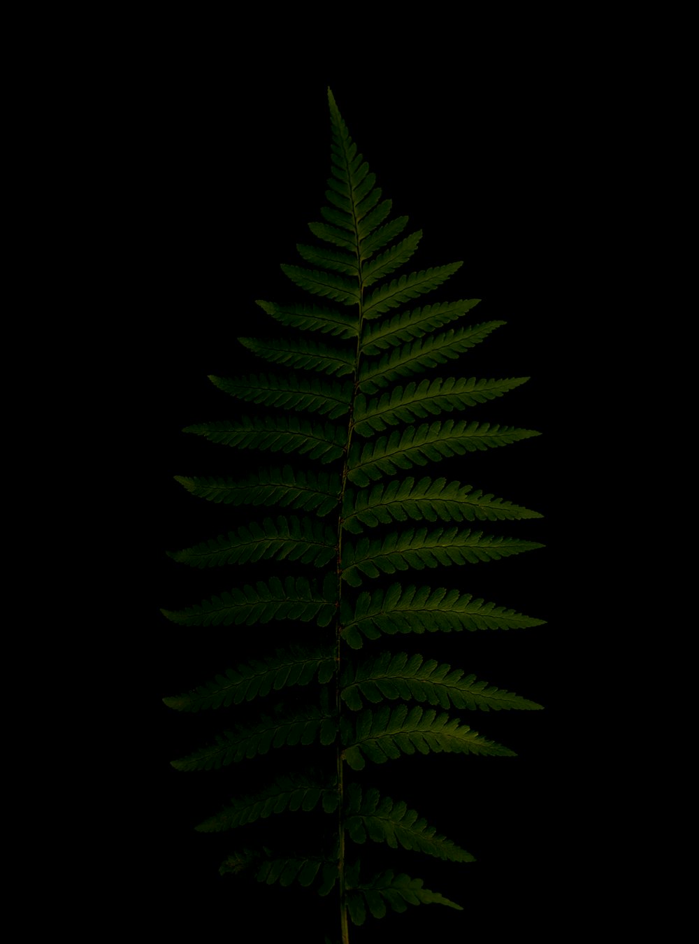 green fern plant in black background