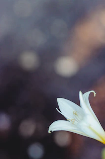 Soft-focus image of a single white lily resting on a wooden altar