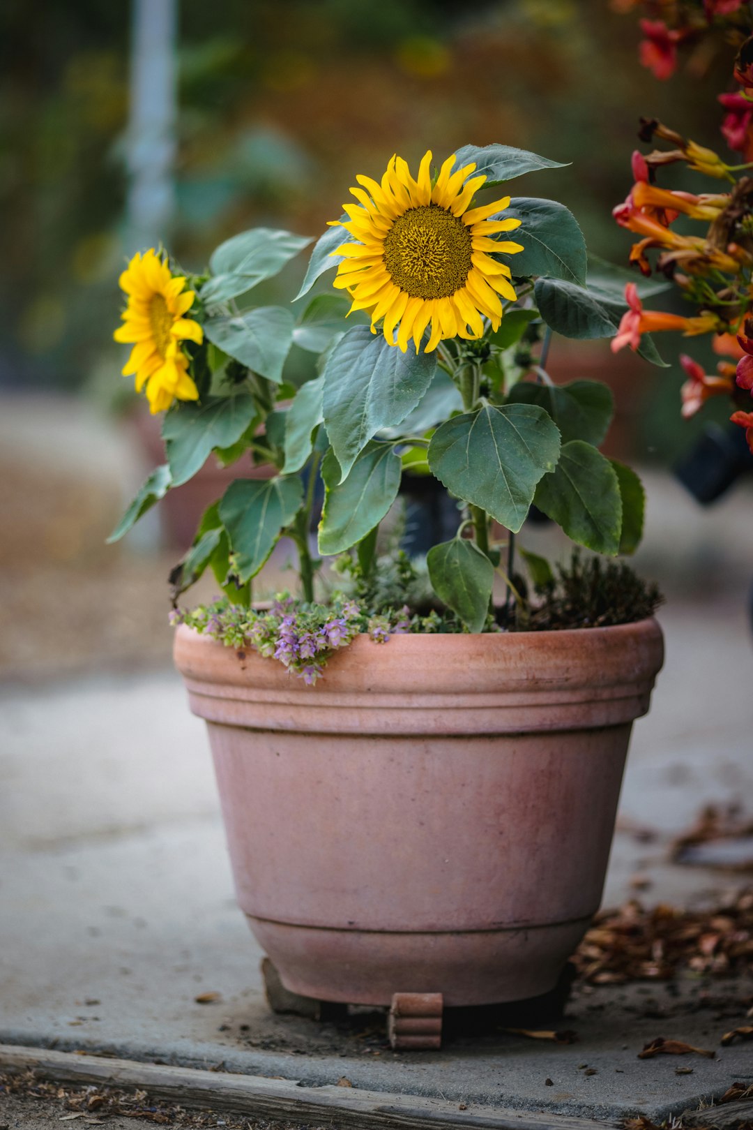 yellow and white flower in brown clay pot