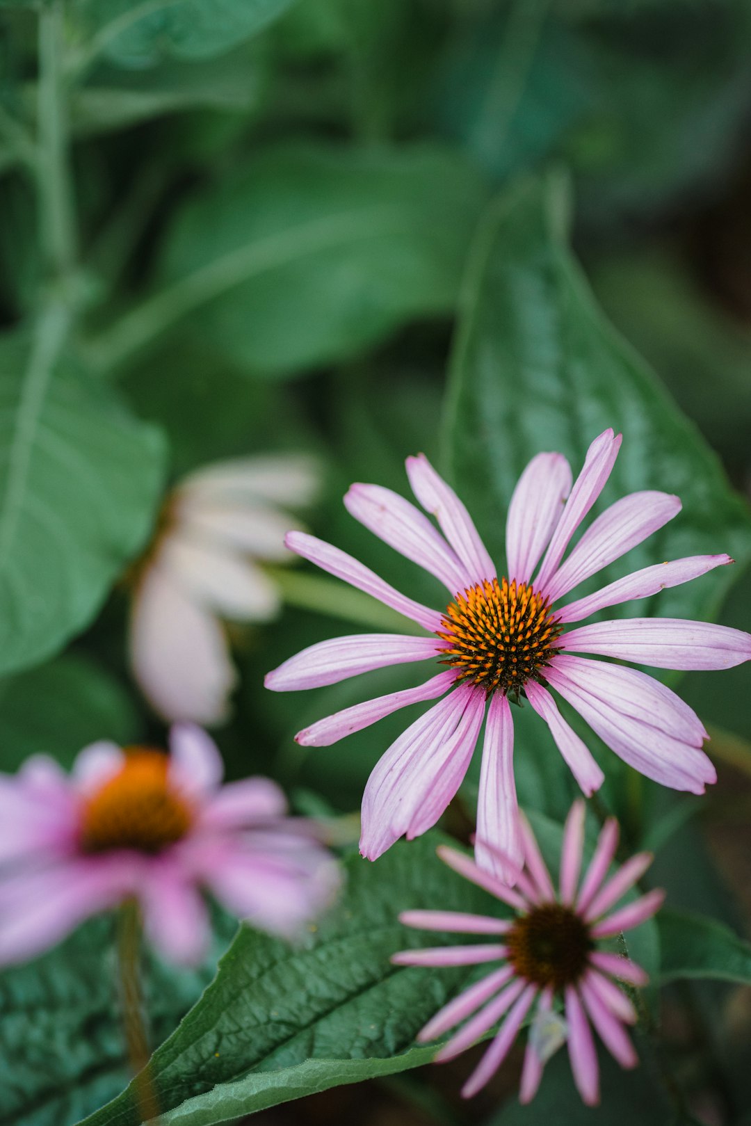 purple and white flower in tilt shift lens