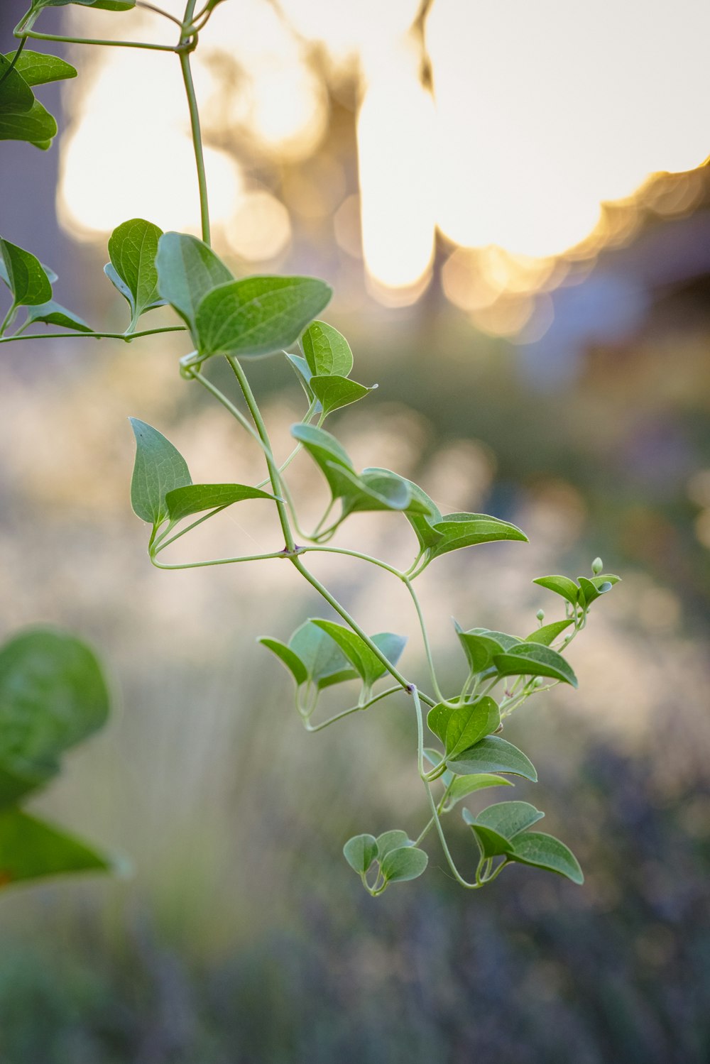 green leaves in tilt shift lens